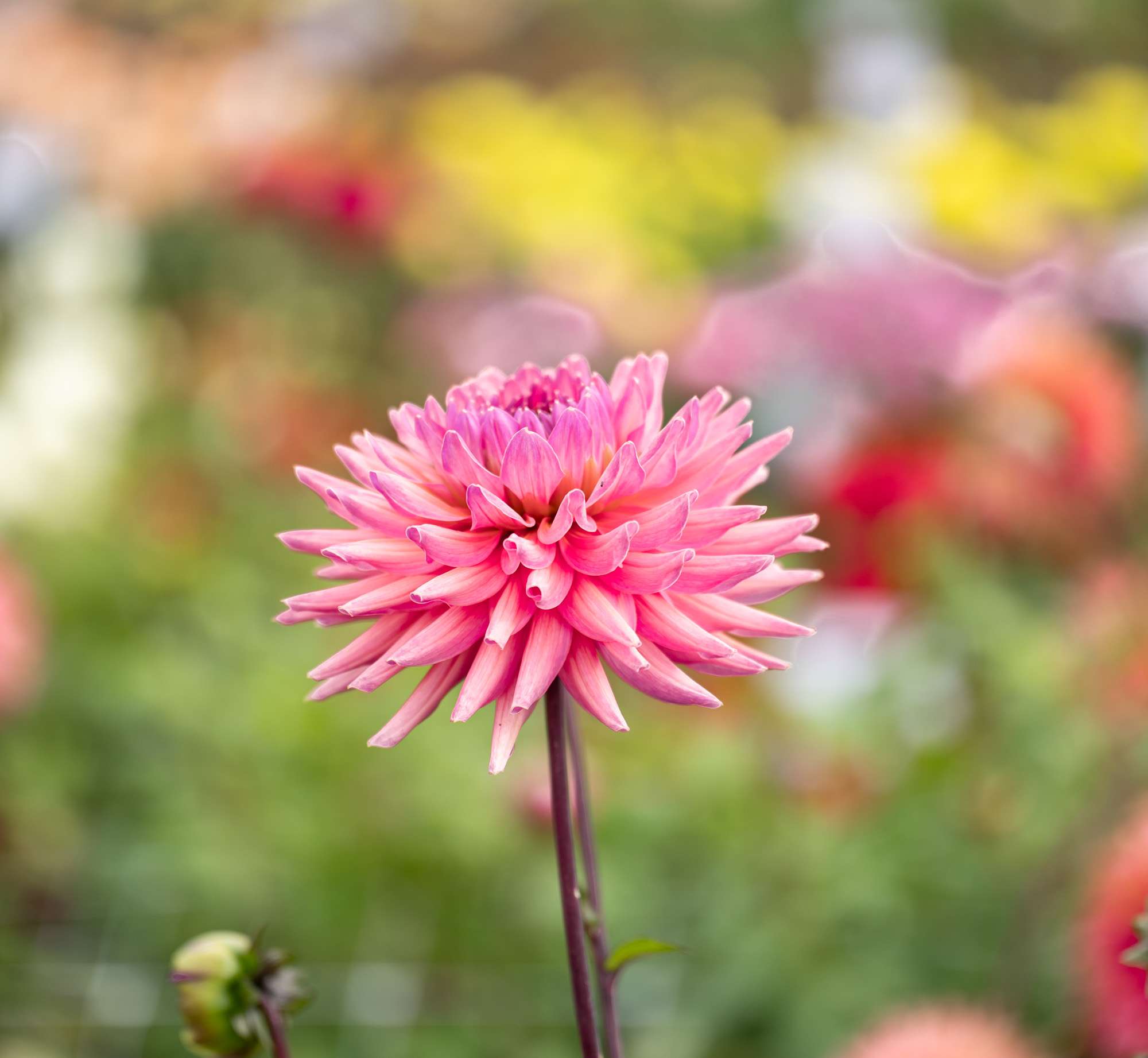 Dahlia 'Madeleine'
